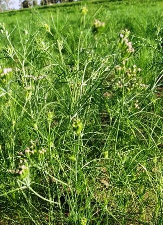 Organic Coriander